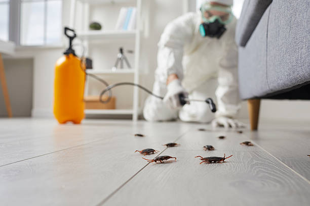 Post-Treatment Bed Bug Interceptor Monitoring in Alamogordo
